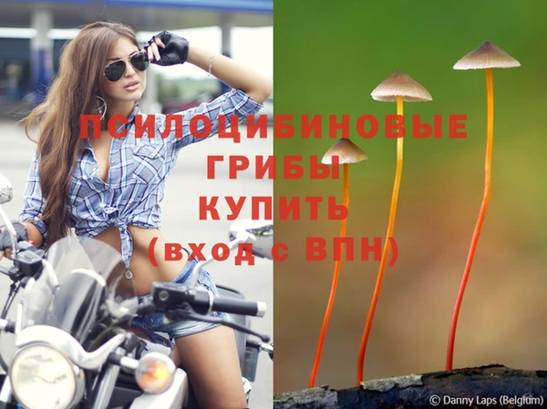 ГАЛЛЮЦИНОГЕННЫЕ ГРИБЫ Магас